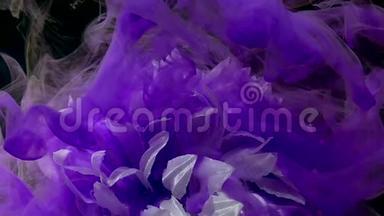 紫薇雾中瑰丽的白色菊花..